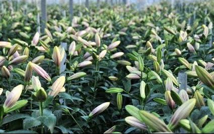 Phương pháp trồng và thu hoạch hoa ly trong nhà kính