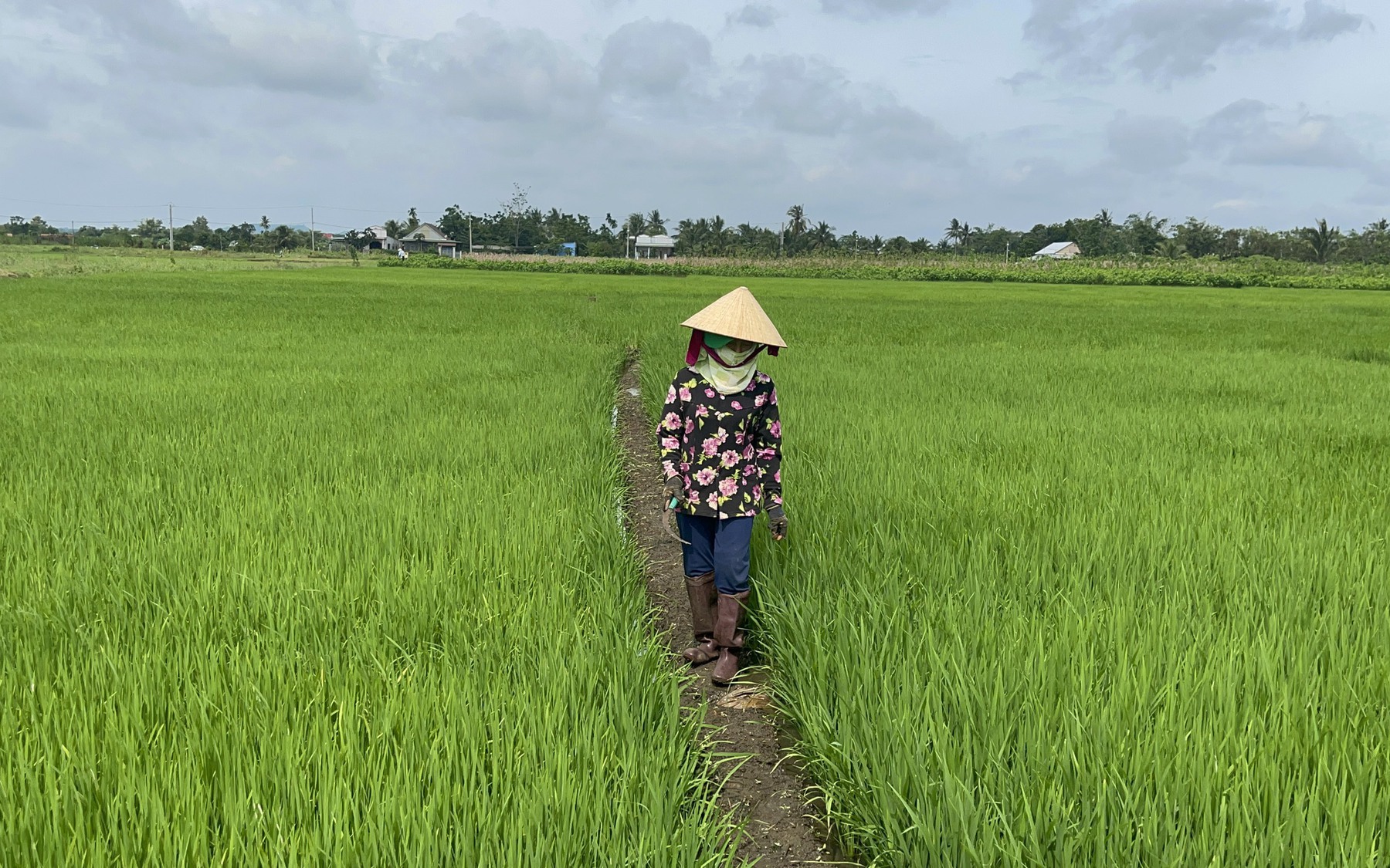 Nông dân Đồng Nai chuyển hướng trồng lúa ngon nhất thế giới theo tiêu chí “5 không” cực hiệu quả