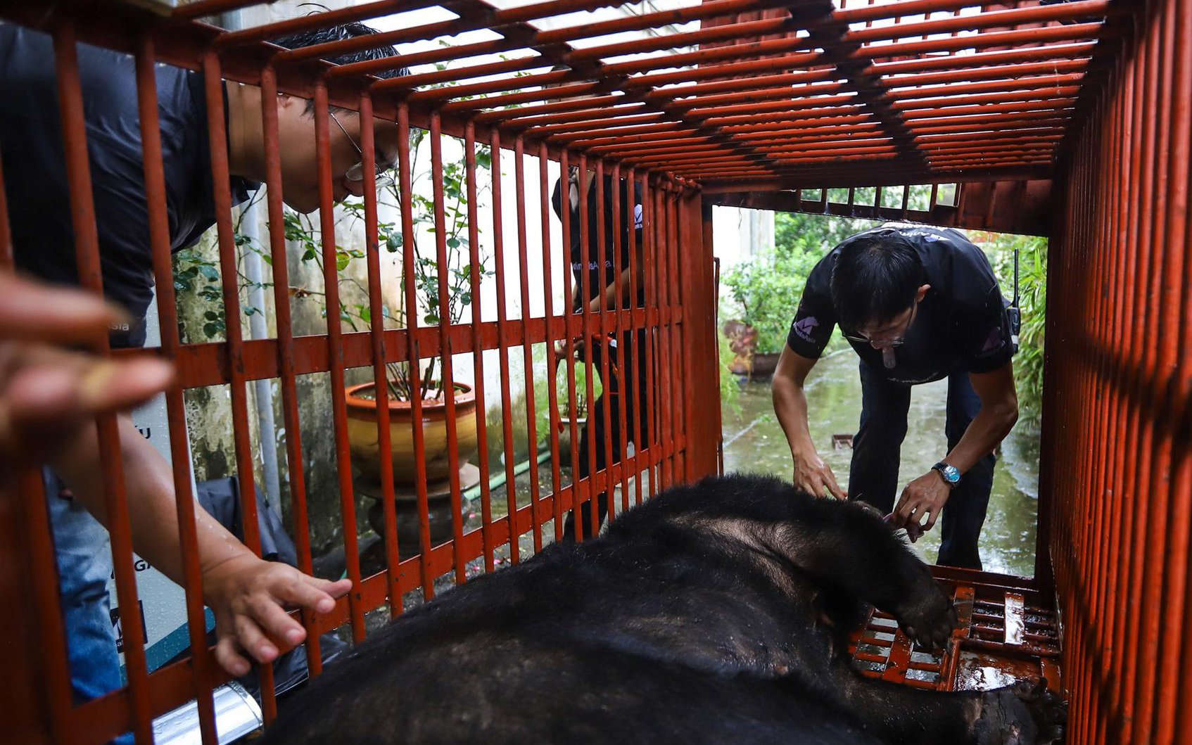 Hình ảnh cứu hộ thành công cá thể gấu 19 tuổi, nặng 160 kg tại Hà Nội