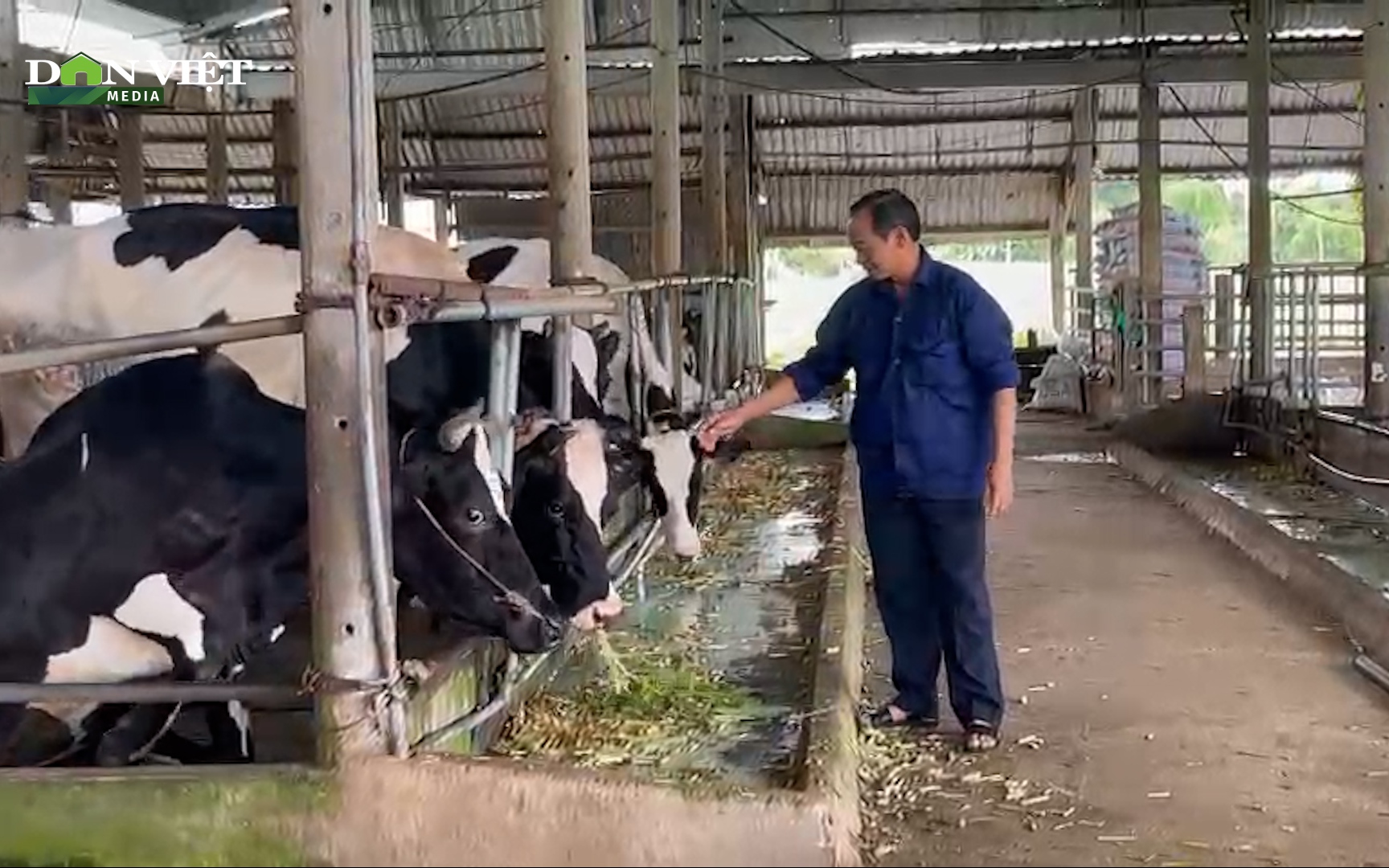 Nuôi bò ủ sữa chua, lão nông Bà Rịa - Vũng Tàu thu tiền tỷ mỗi năm
