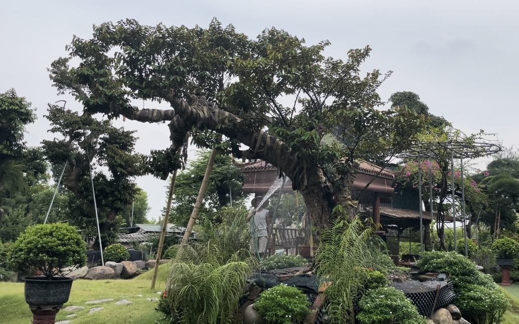 Vườn cây vú sữa cổ, kỳ, mỹ trị giá hàng tỷ đồng tại Hà Nội