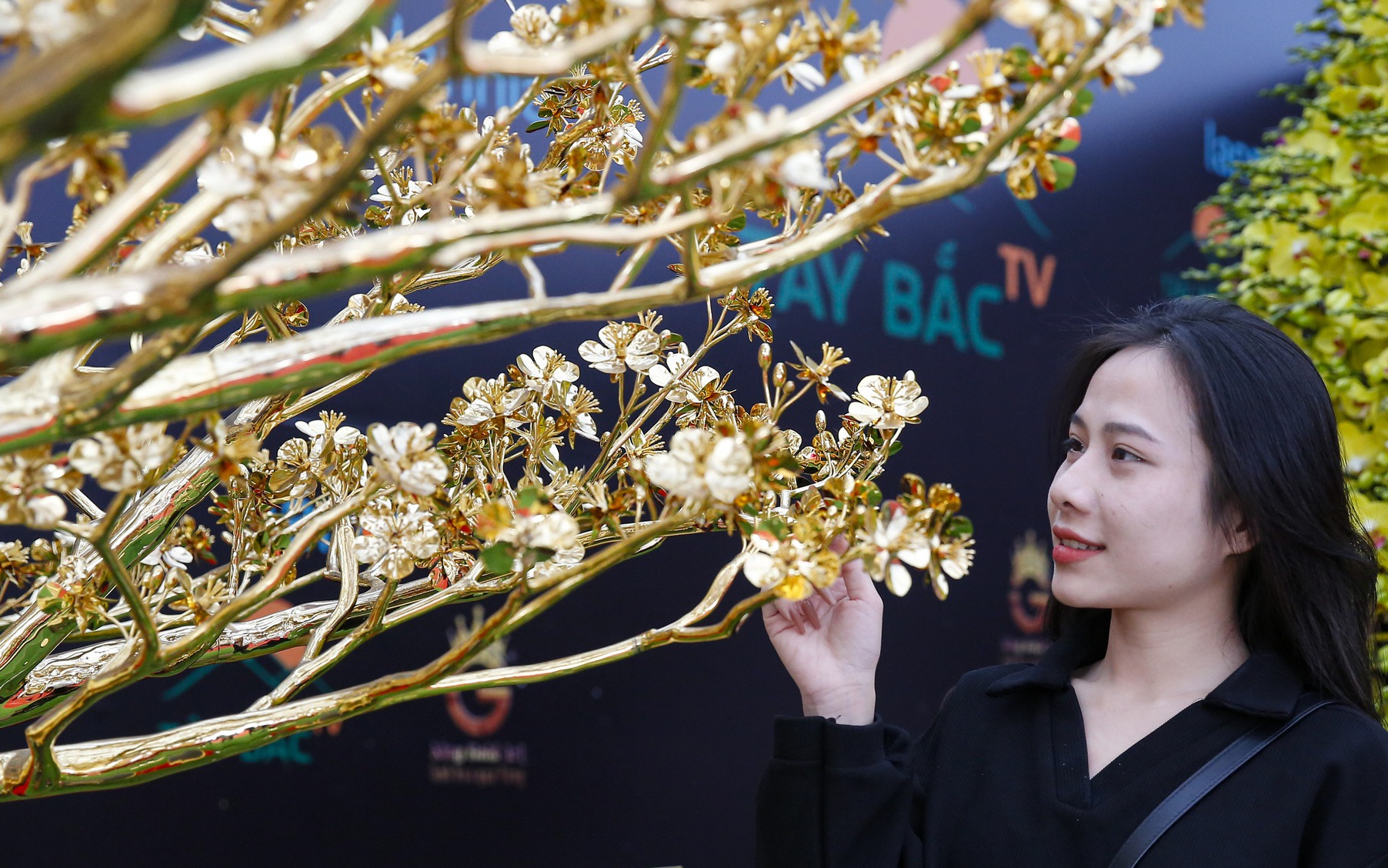Ngắm cây mai mạ vàng 24k lớn nhất Việt Nam được chào bán 5,5 tỷ đồng tại Hà Nội