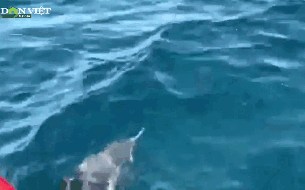 Clip: Xuất hiện hàng chục con cá heo bơi lượn trên vùng biển Khánh Hòa
