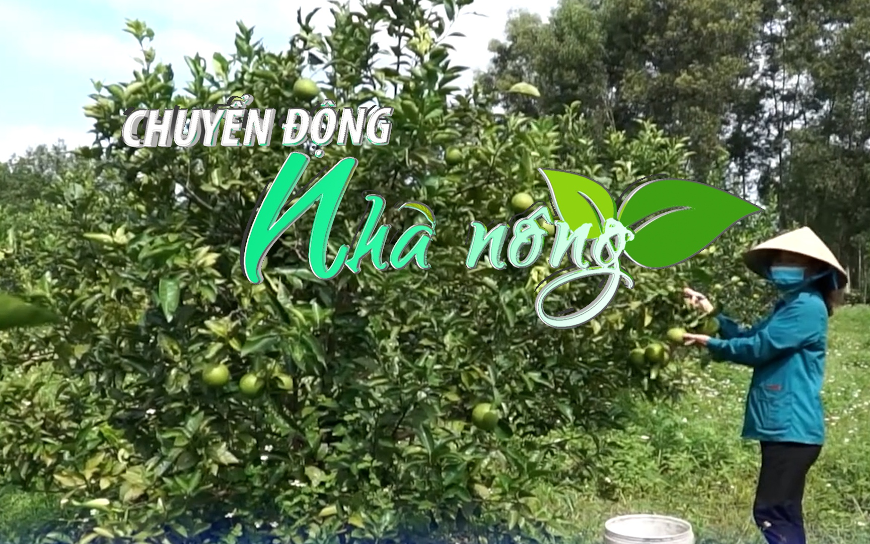Chuyển động Nhà nông 7/11: 7 ha cam của thị trấn Bến Quan (Quảng Trị) được chứng nhận tiêu chuẩn VietGAP