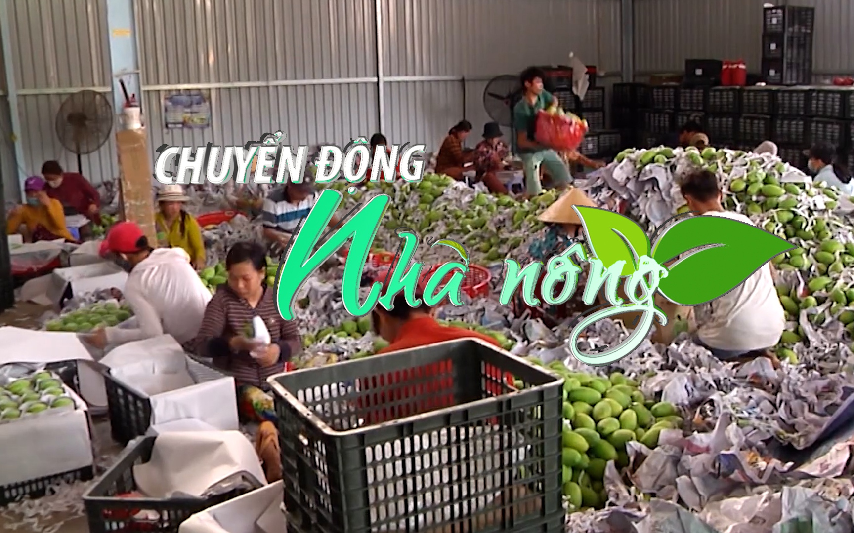 Chuyển động Nhà nông 15/12: Tạo “bước nhảy” cho ngành hàng rau quả Việt tiến lên cường quốc xuất khẩu