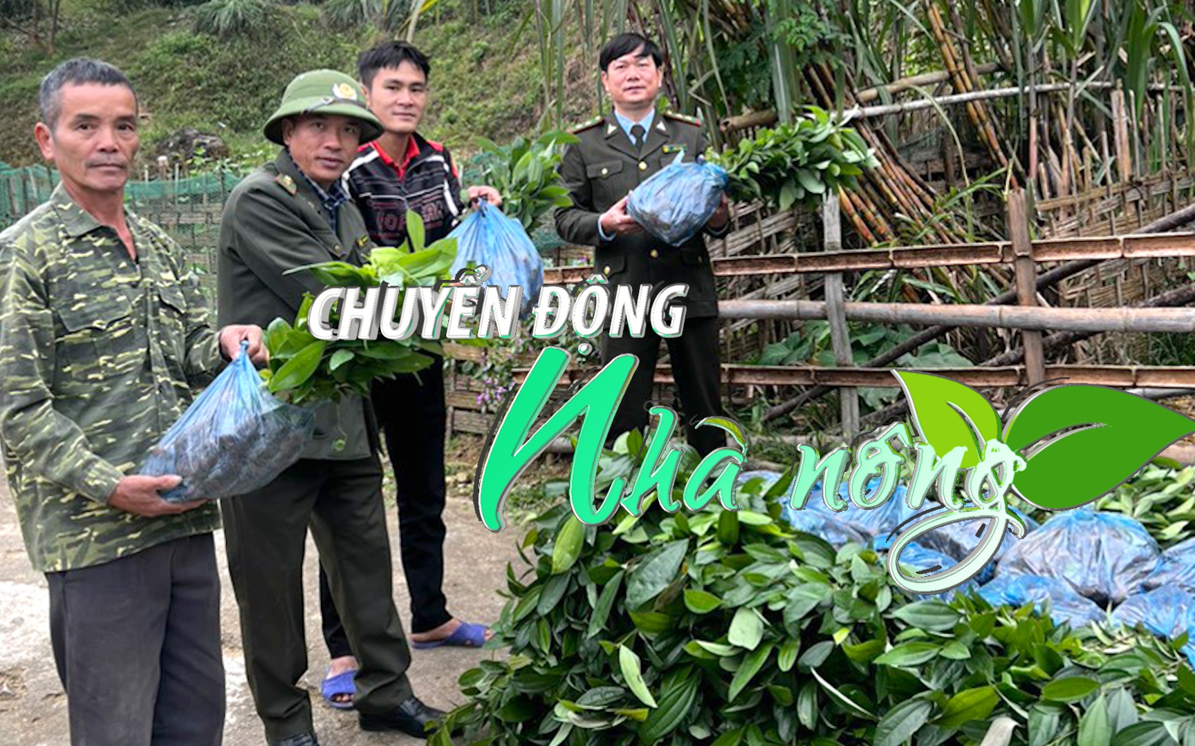 Chuyển động Nhà nông 20/12: Phú Thọ cấp trên 171.000 cây quế giống phục vụ trồng rừng sản xuất