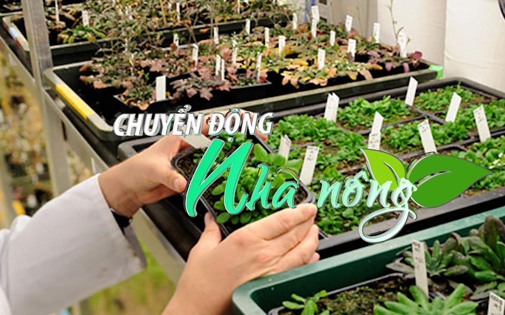 Chuyển động Nhà nông 28/12: Việt Nam nhập khẩu trên 90% hạt giống rau, hoa mỗi năm