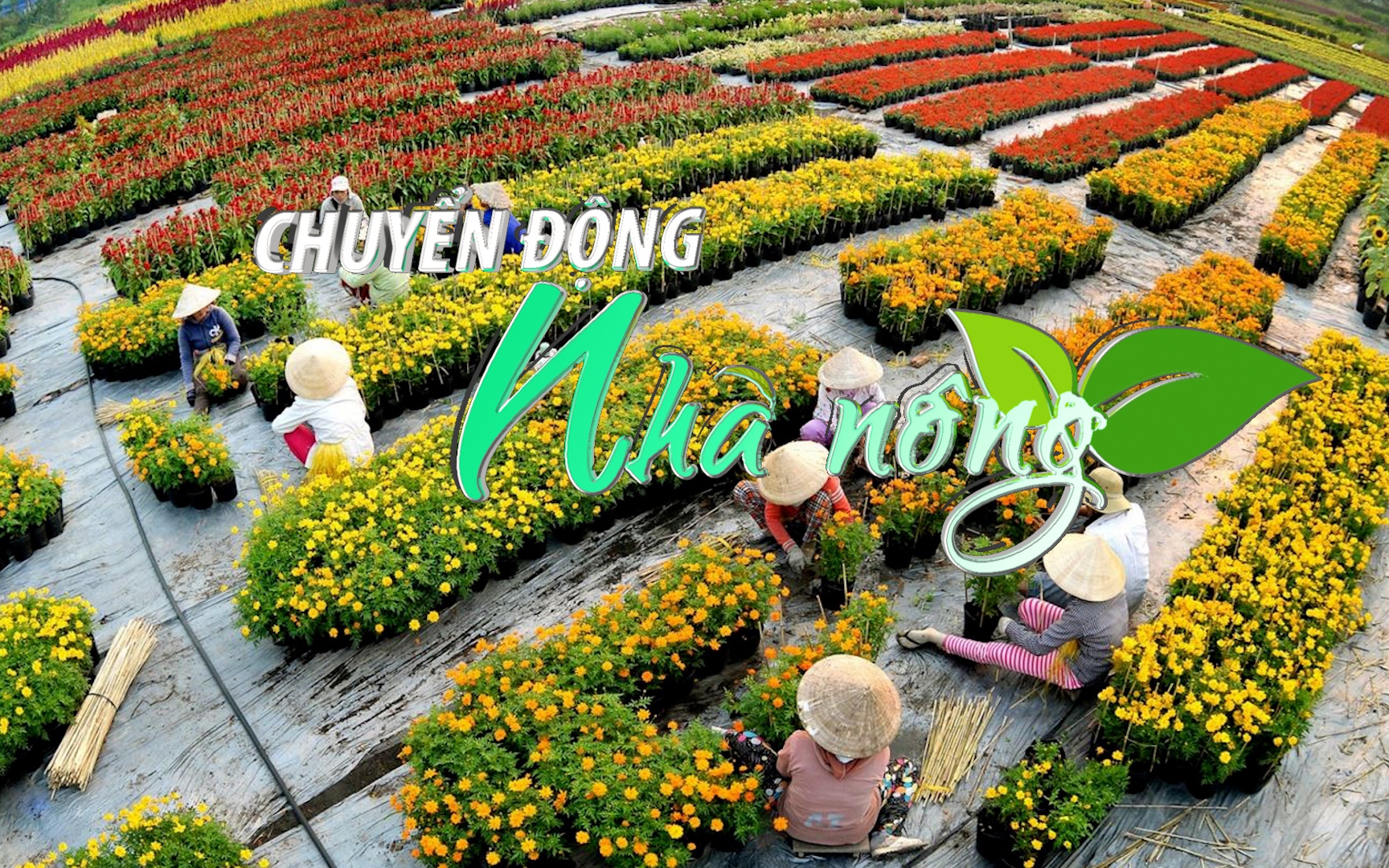 Chuyển động Nhà nông 31/12: Festival hoa kiểng Sa Đéc - dáng vóc của một thành phố hoa