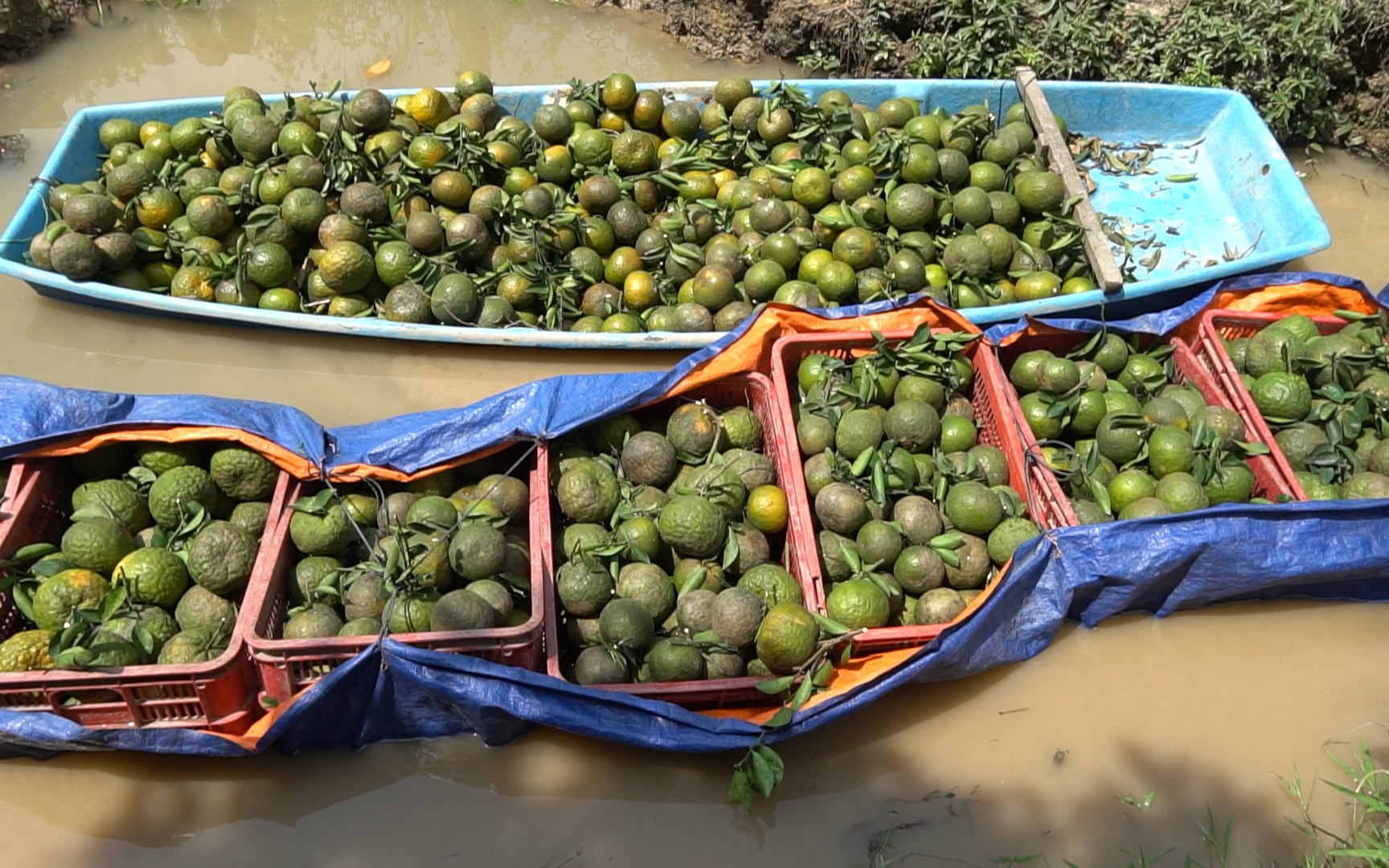 Giá cam sành Vĩnh Long giảm sâu, Hội Nông dân vào cuộc hỗ trợ nông dân tiêu thụ nông sản 
