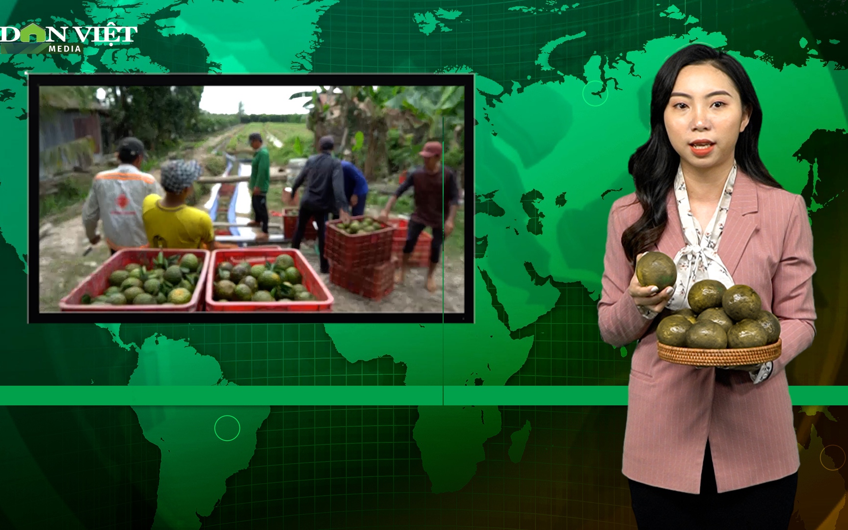 Bản tin Dân Việt Nóng 15/2: Hội Nông dân Vĩnh Long hỗ trợ tiêu thụ cam sành cho các nhà vườn