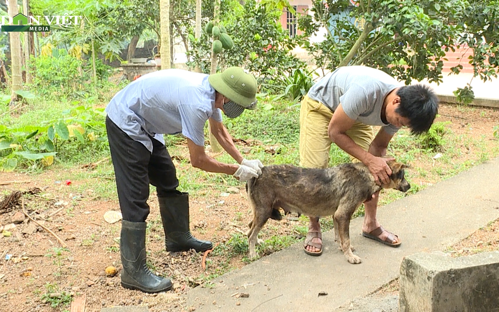 Phú Thọ: Phát hiện 50 ổ dịch bệnh dại ở chó, mèo