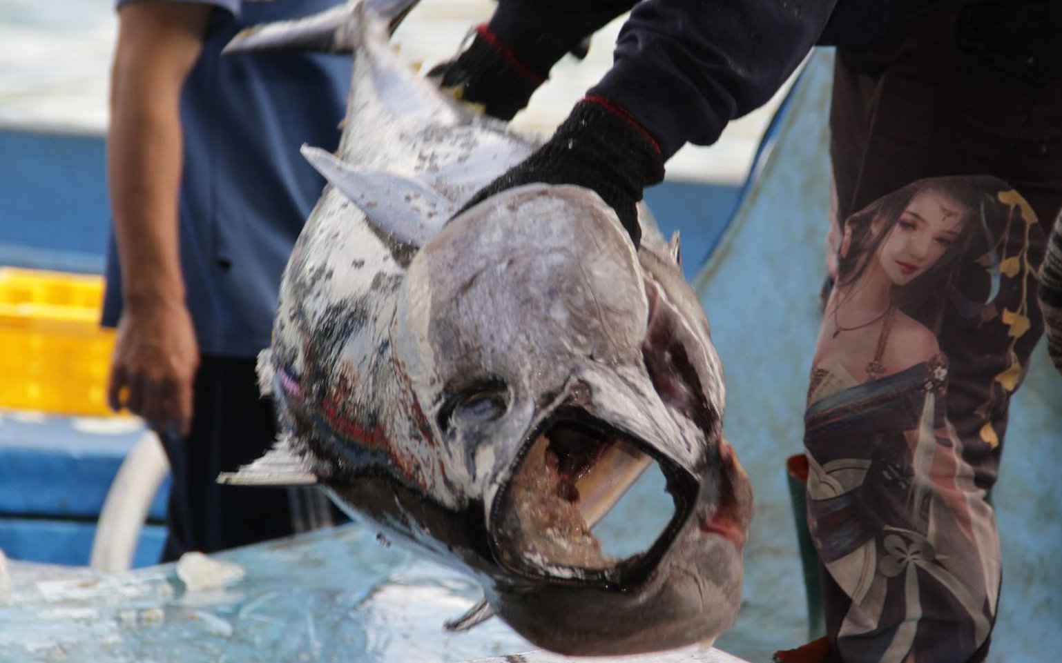 Cận cảnh ngư dân Bình Định bốc cá ngừ 