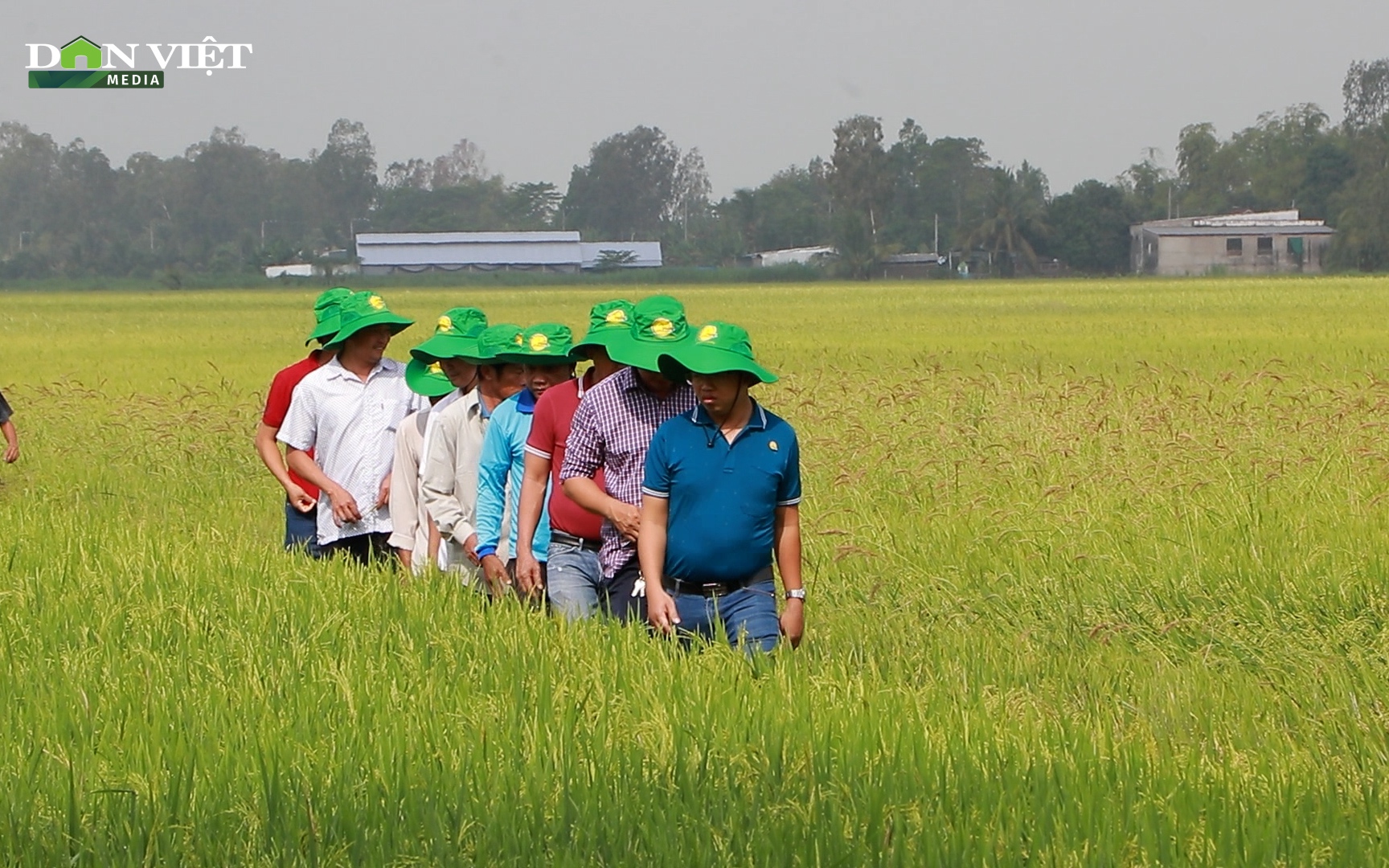 Nhiều nông dân ĐBSCL “chơi lớn”, chỉ bón 50% phân nhưng lúa vẫn trĩu bông