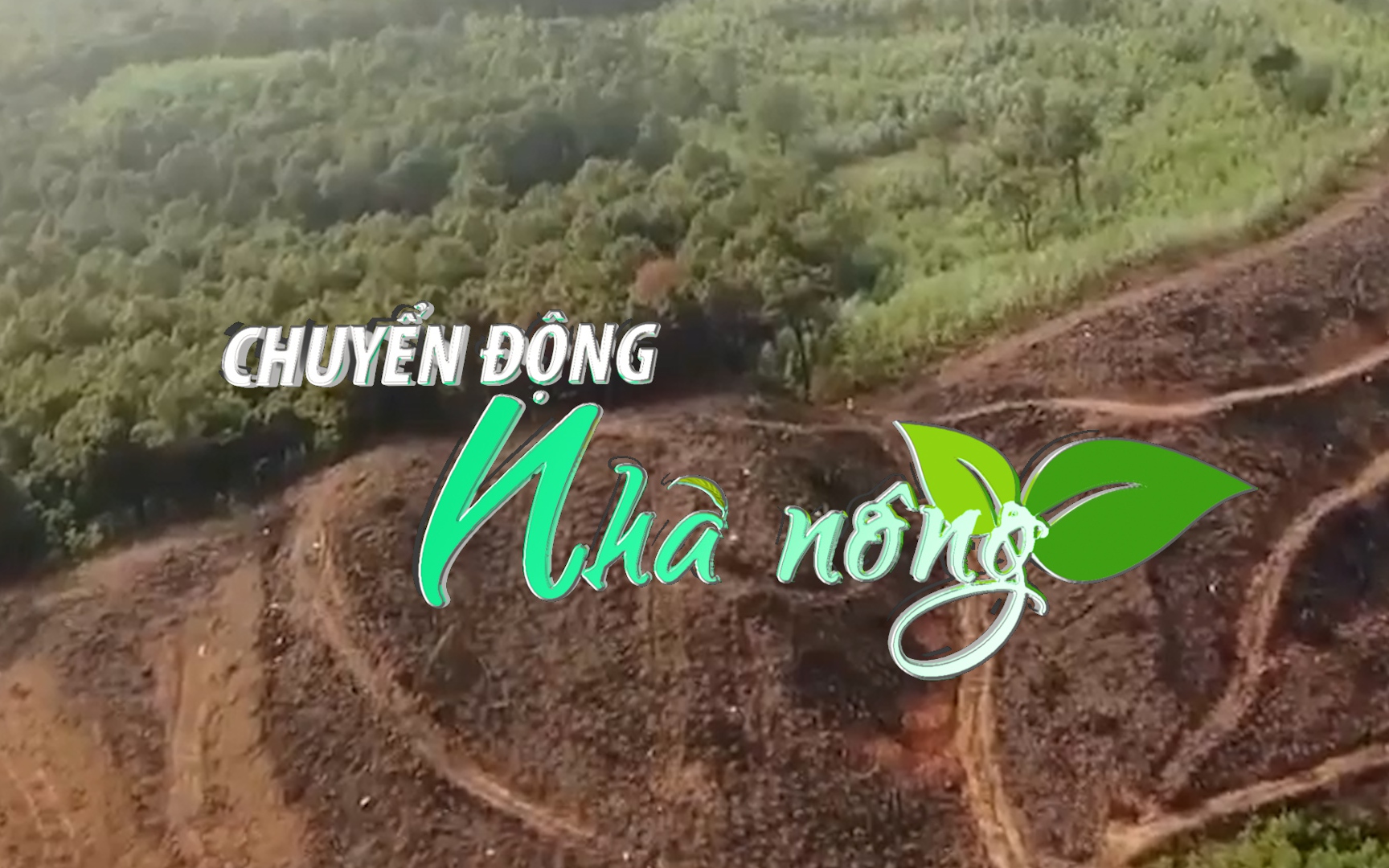 Chuyển động Nhà nông 14/3: Công an điều tra vụ chặt hạ hàng loạt cây thông lớn để trồng keo ở Nghệ An