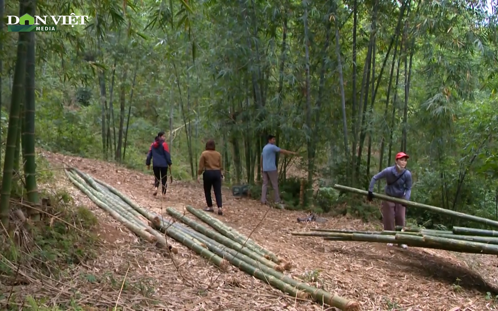 Trồng rừng gắn với phát triển sinh kế, bà con huyện vùng biên Thanh Hoá thoát nghèo