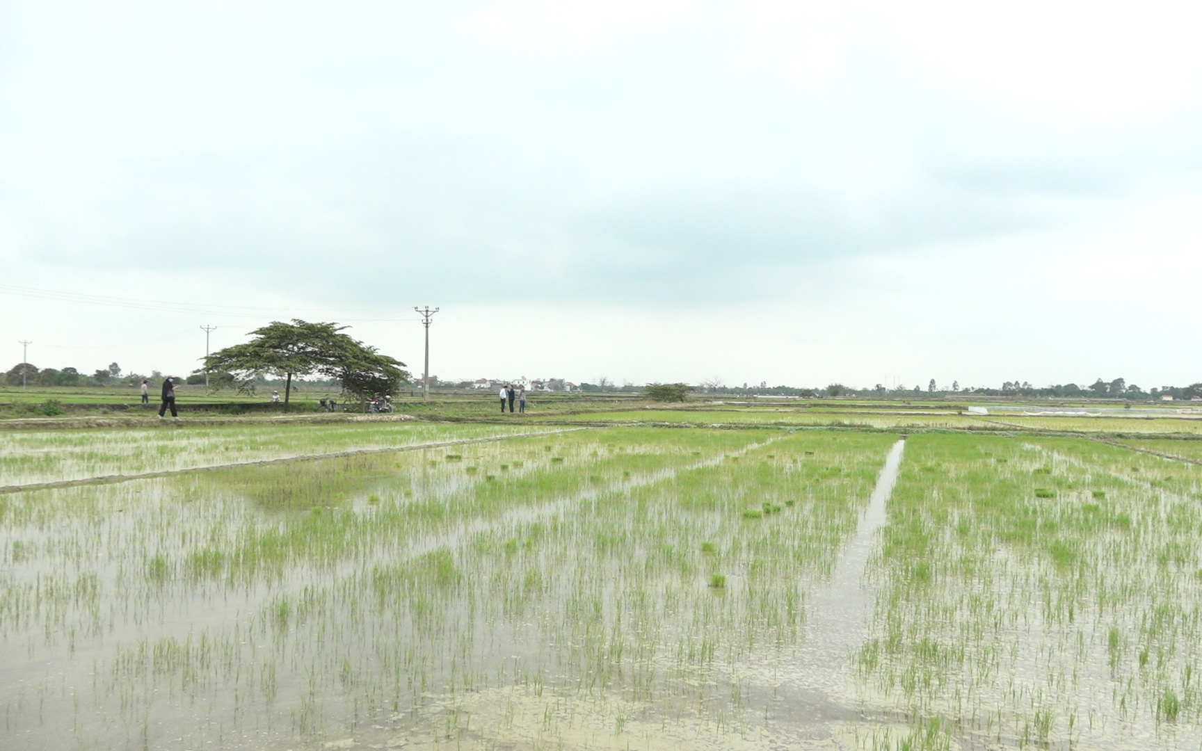 Hải Dương: Nhiều diện tích lúa gieo vãi ở Tứ Kỳ chết hàng loạt