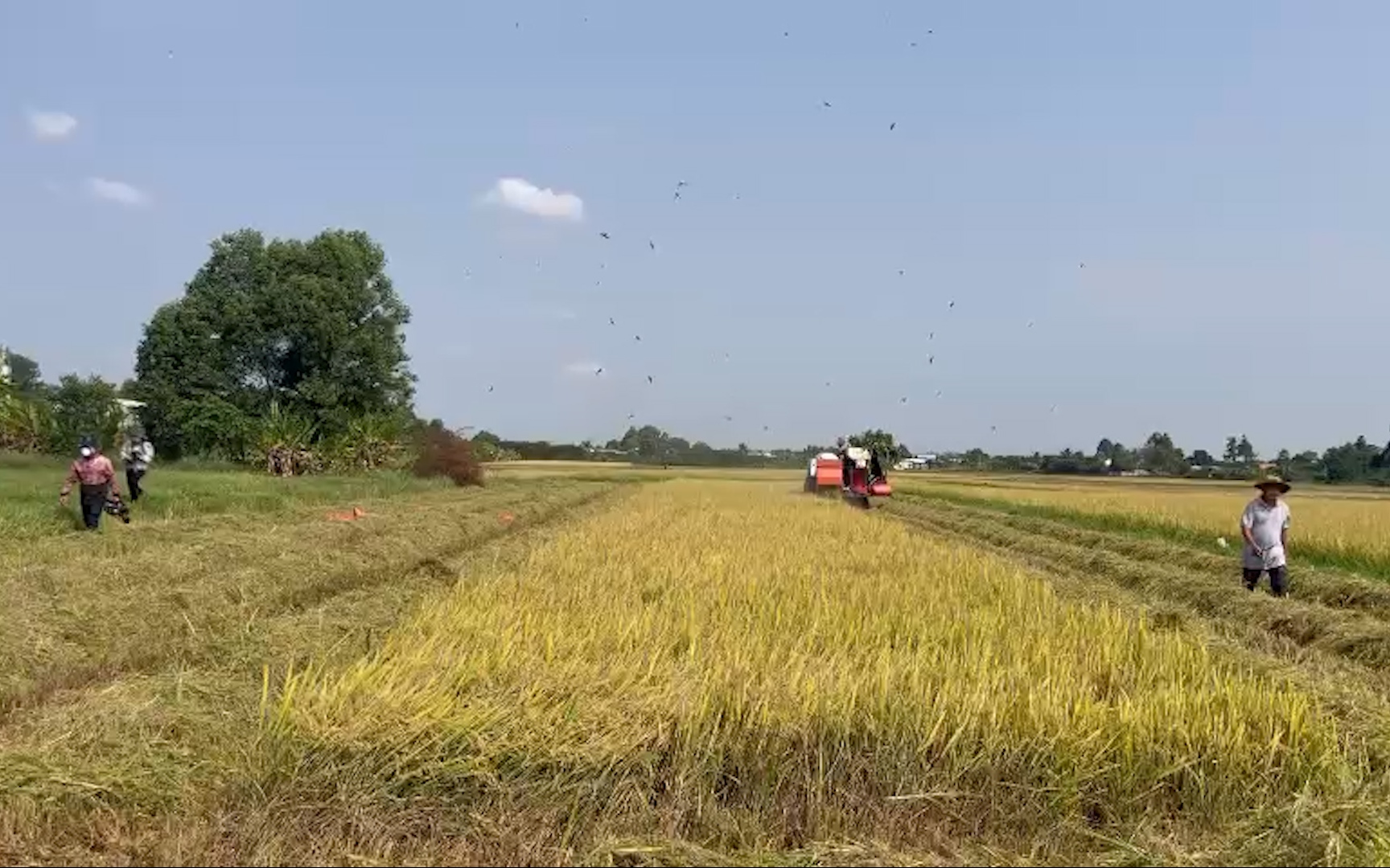 Nông dân Đồng Nai trồng lúa sạch được mùa, được giá