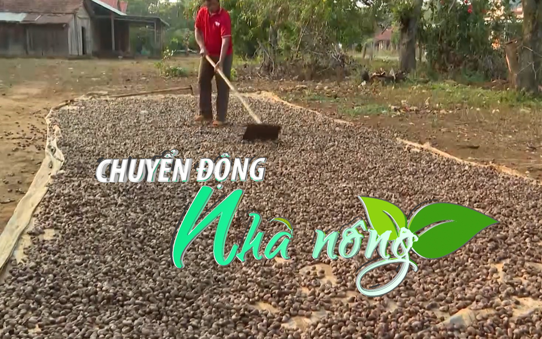 Chuyển động Nhà nông 4/4: Mưa liên tục khiến giá thu mua hạt điều tươi tại Bình Phước giảm sâu