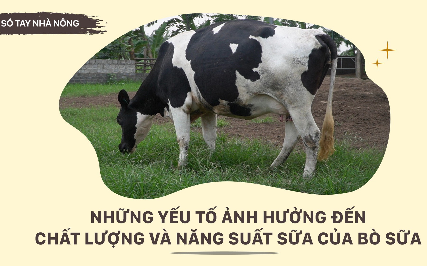 SỔ TAY NHÀ NÔNG: Những yếu tố ảnh hưởng đến chất lượng và sản lượng sữa bò