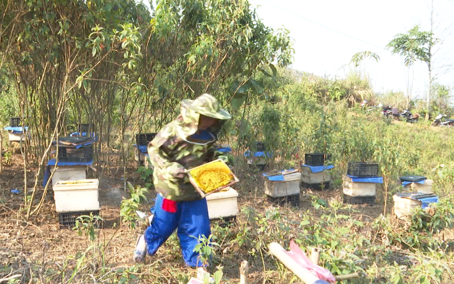 Nuôi ong lấy mật gắn với tự nhiên giúp thanh niên dân tộc thiểu số ở Lai Châu thoát nghèo