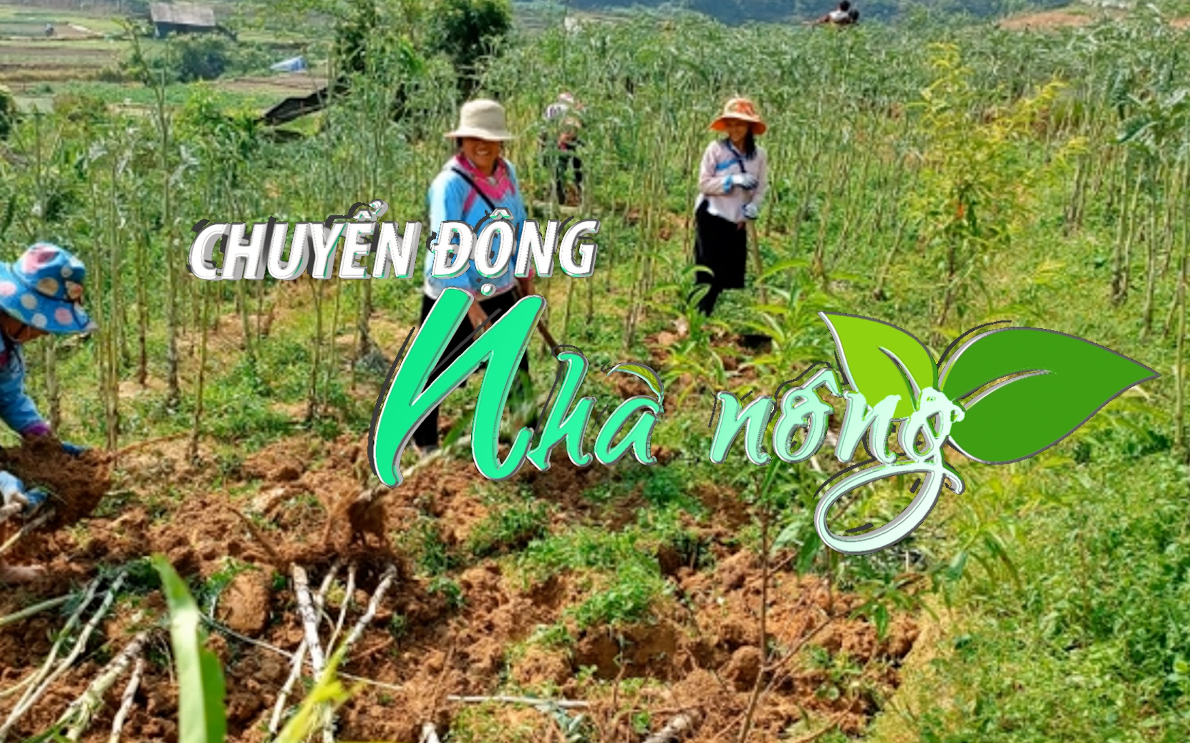 Chuyển động Nhà nông 12/6: Nông dân Sa Pa (Lào Cai) liên kết trồng hàng chục ha cây Atiso