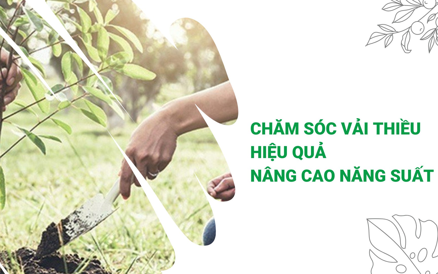 SỔ TAY NHÀ NÔNG: Mách bà con bí kíp bón phân cho cây vải thiều của nông dân Thanh Hà (Hải Dương)
