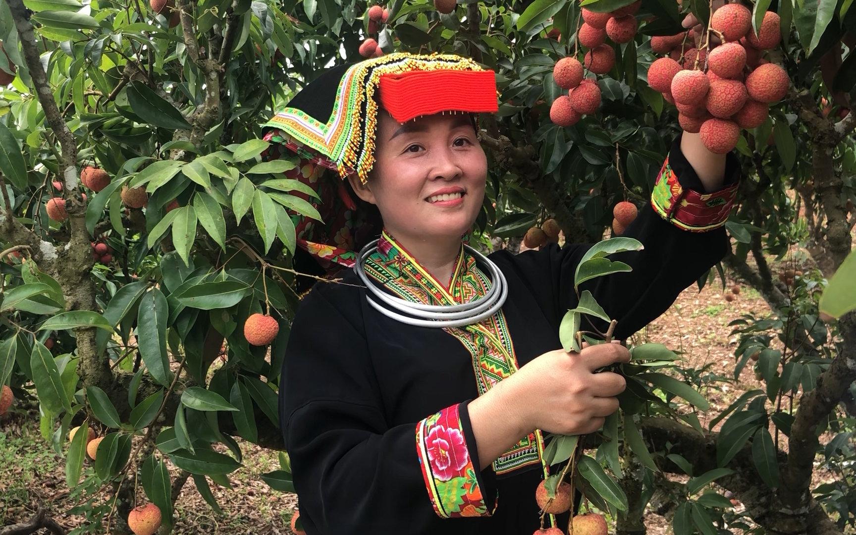 Cô gái người Dao đỏ vượt gần 100 cây số đến thăm vườn vải Bắc Giang