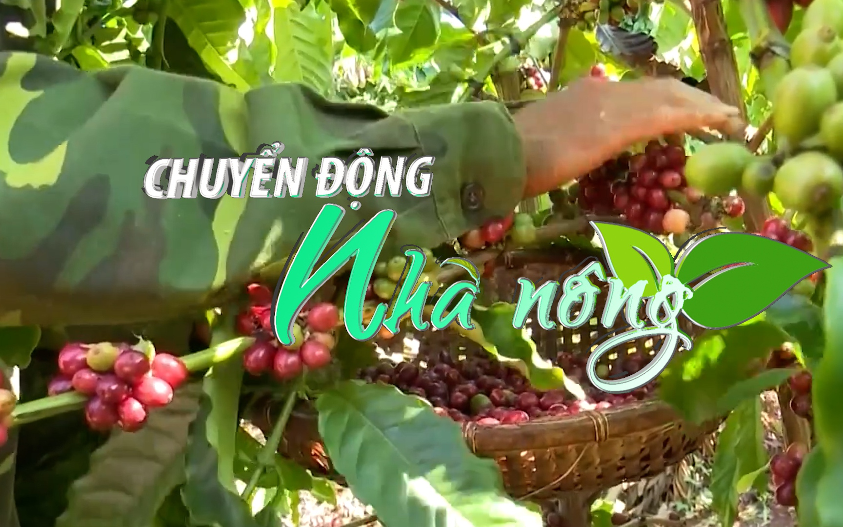 Chuyển động Nhà nông 18/6: Đắk Lắk chủ động sản xuất cà phê theo quy định mới