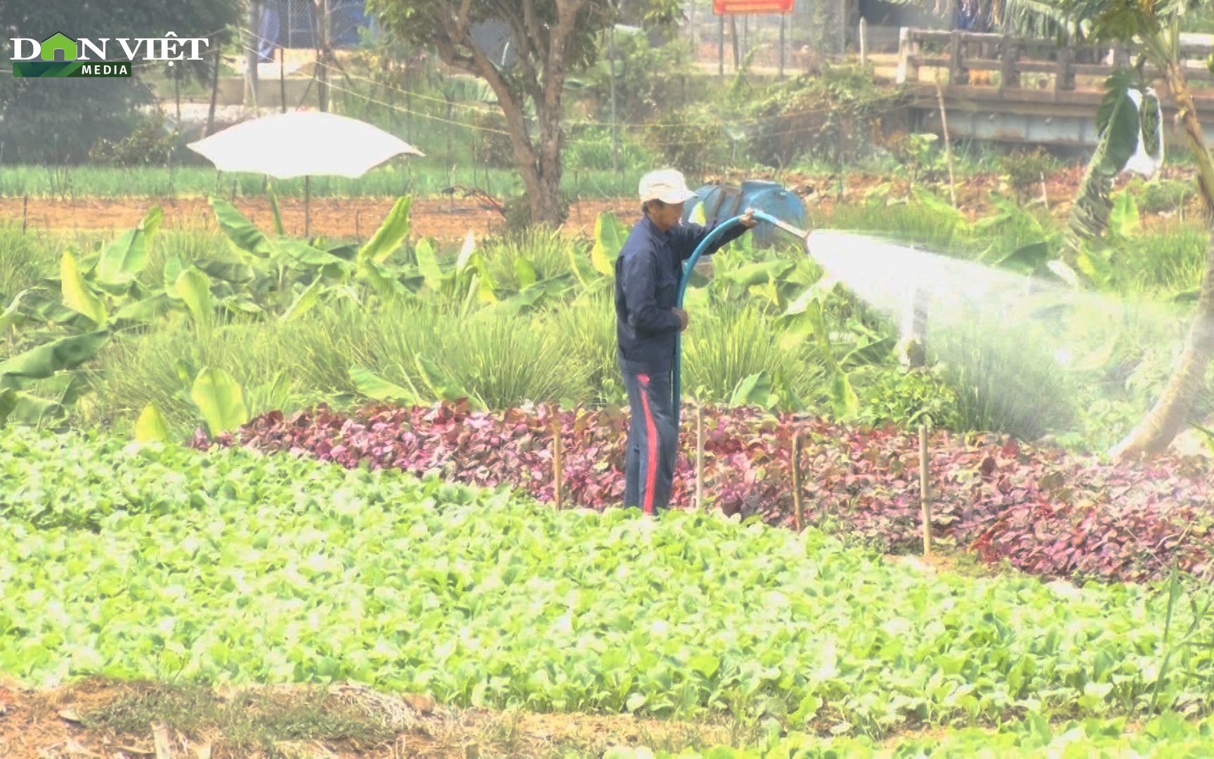 Trồng rau sạch tưới bằng nước giếng, đúng quy trình chuẩn giúp nông dân Đồng Nai tăng thu nhập