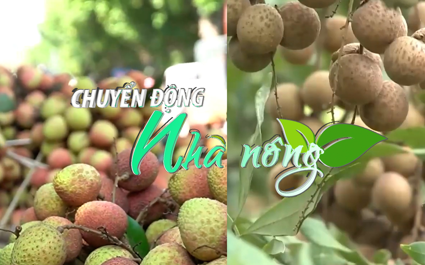 Chuyển động Nhà nông 3/6: Singapore - thị trường hấp dẫn của quả vải và nhãn tươi Việt Nam