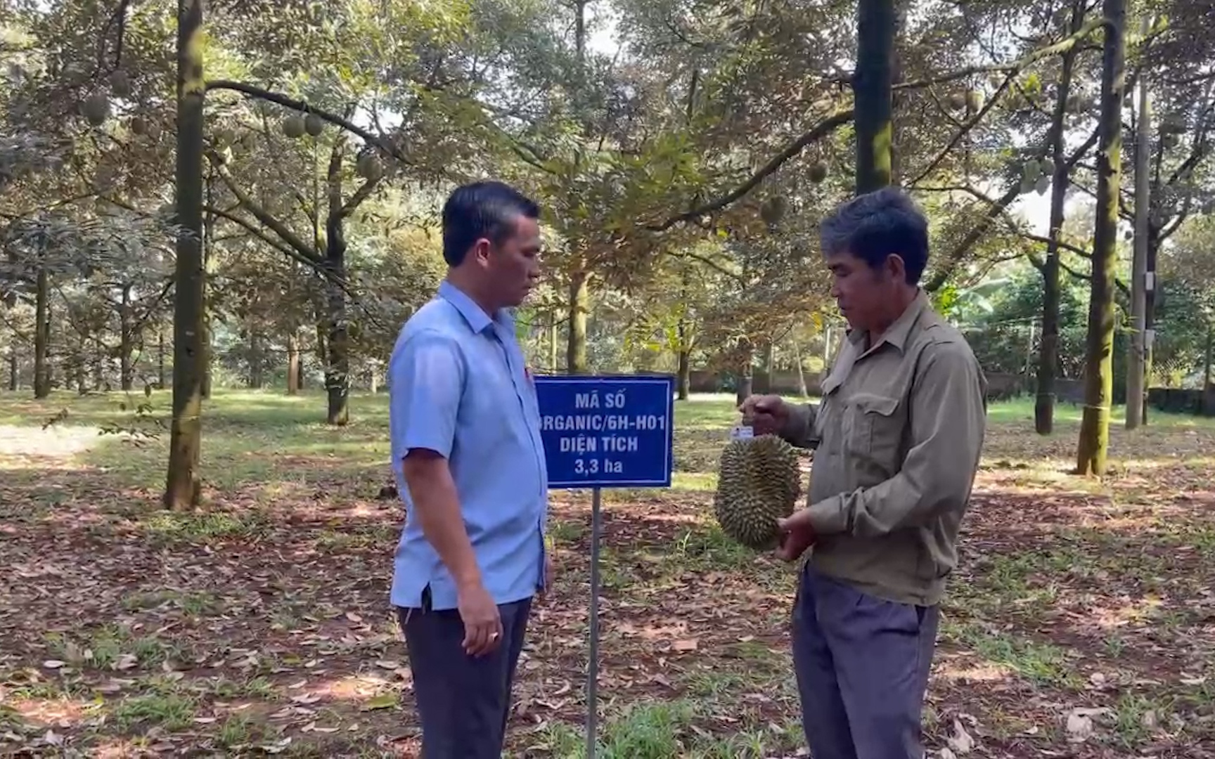 Vườn sầu riêng đầu tiên được cấp giấy chứng nhận đạt chuẩn hữu cơ ở Đồng Nai, thu hoạch bao nhiêu bán hết bấy nhiêu