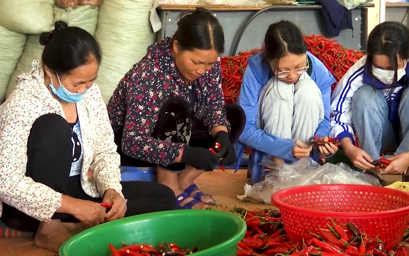 Liên kết sản xuất và tiêu thụ với doanh nghiệp, nông dân Lai Châu không còn lo về đầu ra