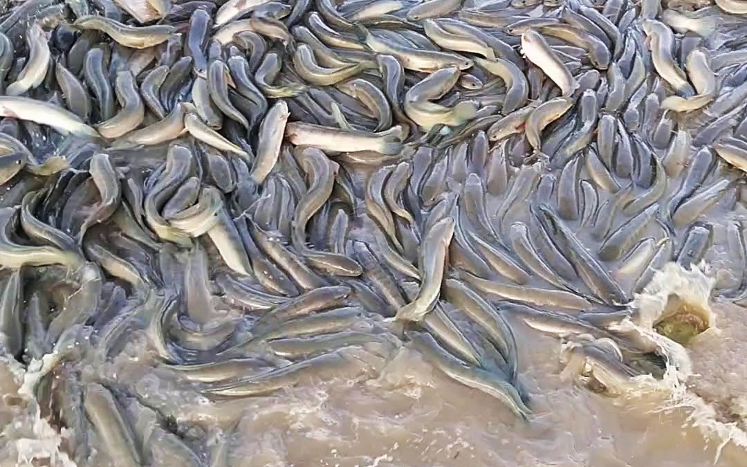 Giá cá lóc nuôi tăng cao nhất trong vòng 3 năm qua, người dân Trà Vinh lãi đậm