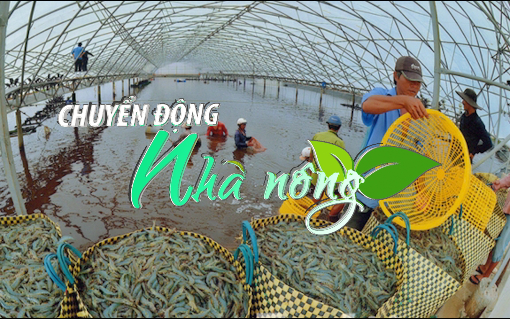 Chuyển động Nhà nông 27/8: Giá tôm Đồng bằng sông Cửu Long 