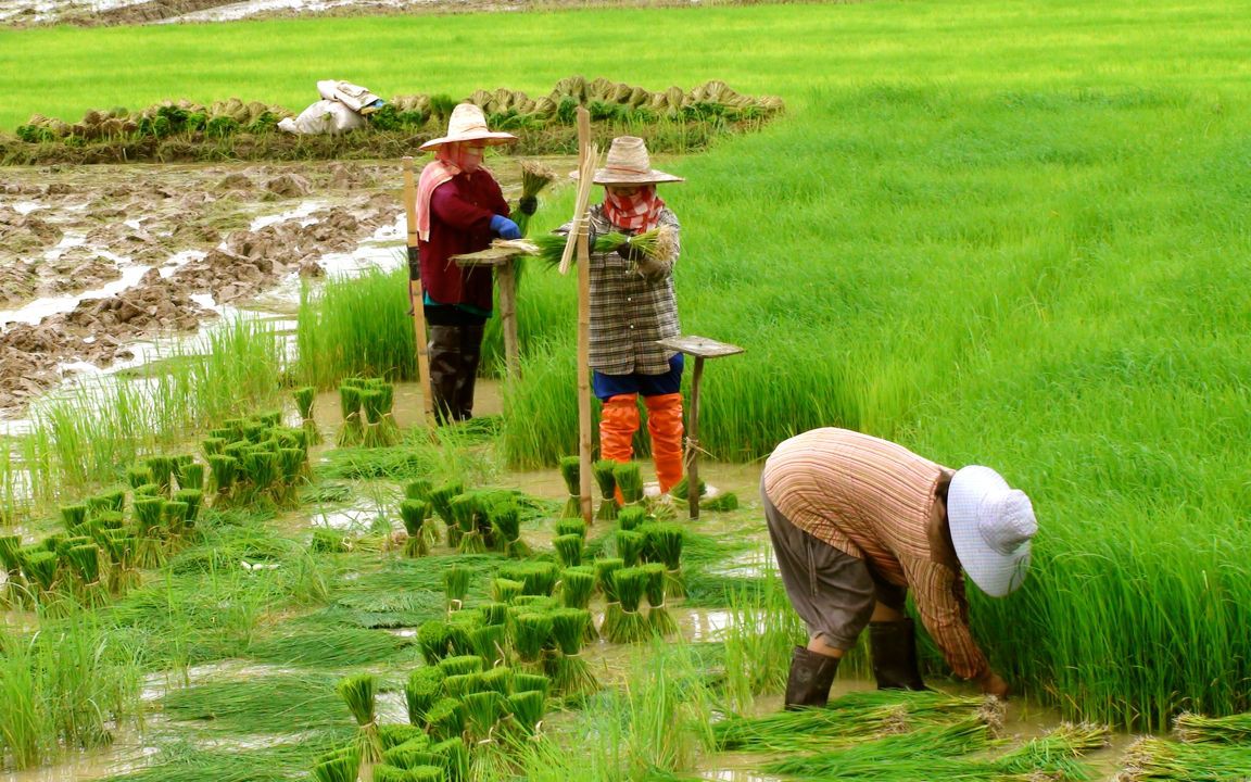 Clip: Sản lượng gạo Thái Lan có thể giảm hơn 3% do El Nino
