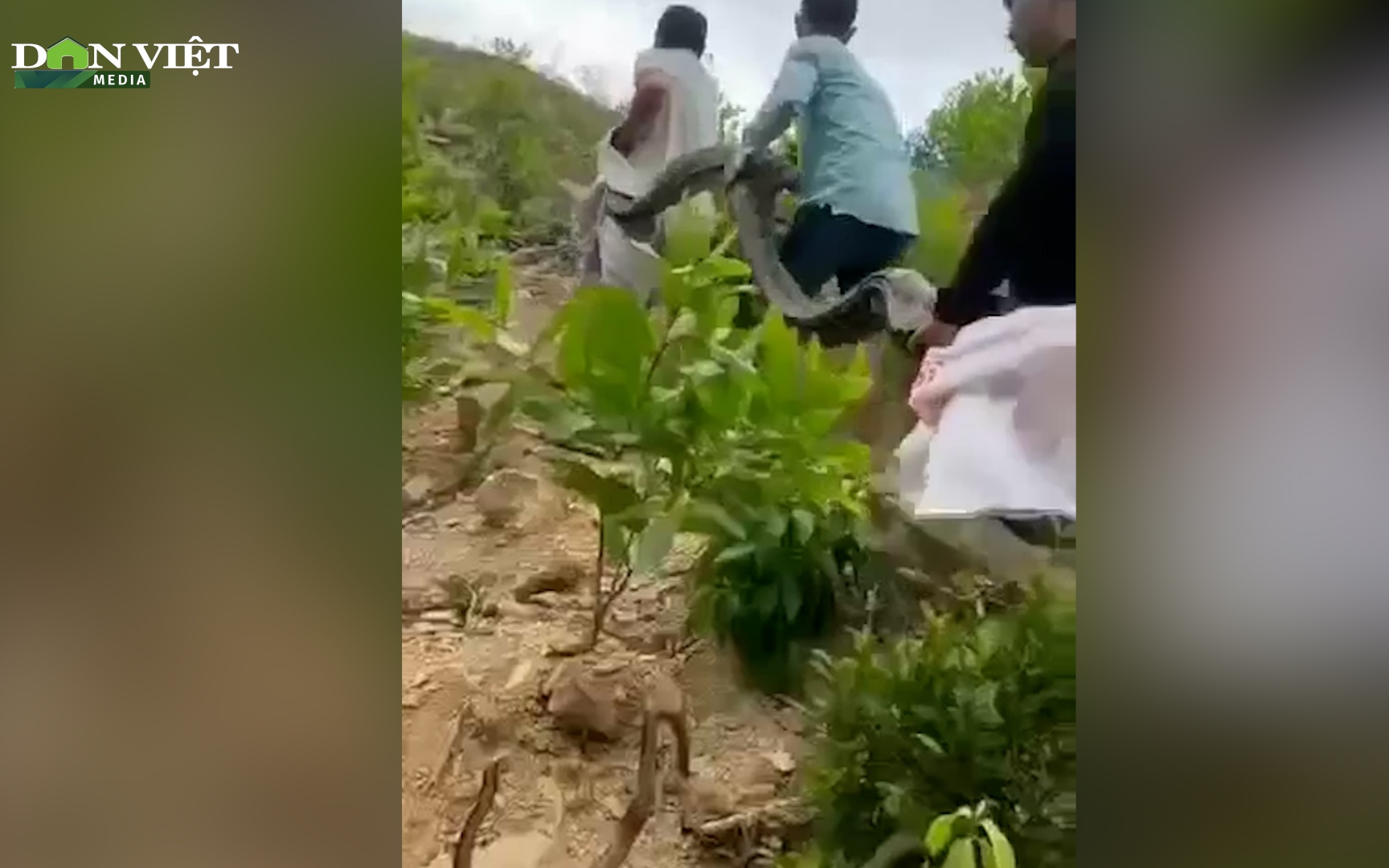 Video: Đang nuốt con dê nặng gần 10kg, trăn 