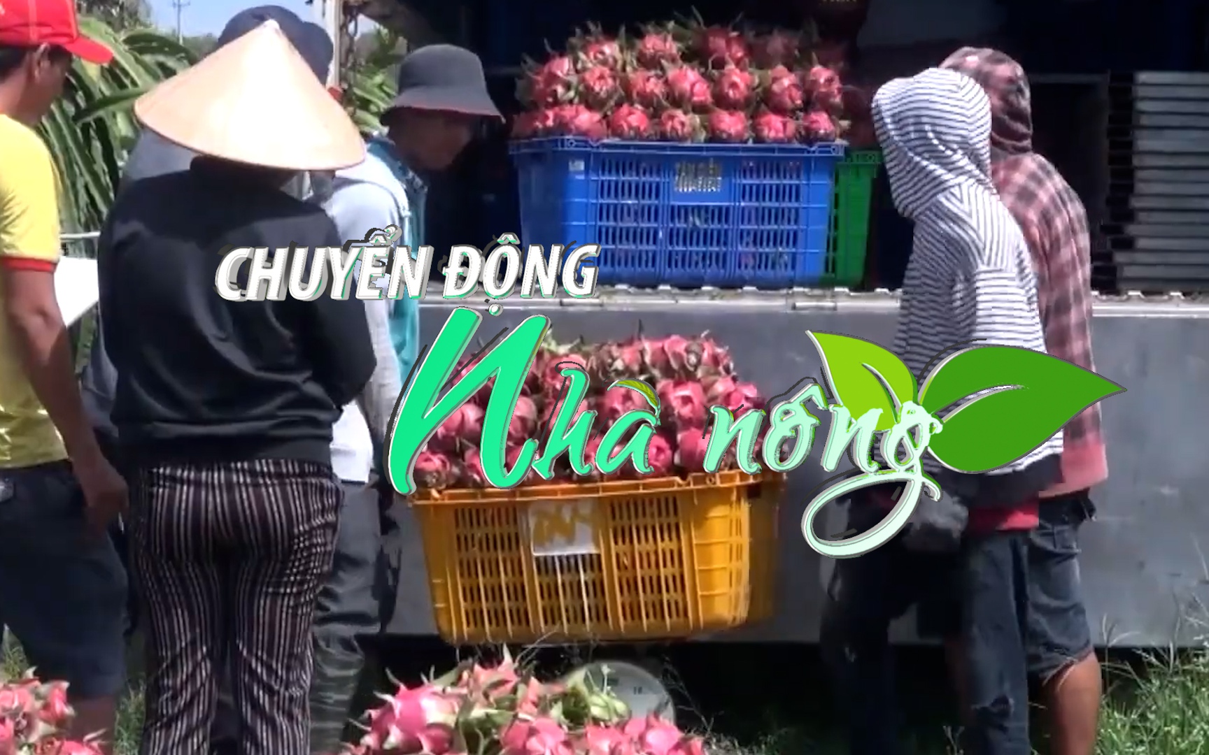 Chuyển động Nhà nông 5/9: Việc xuất khẩu thanh long Việt Nam sang Anh vẫn diễn ra bình thường