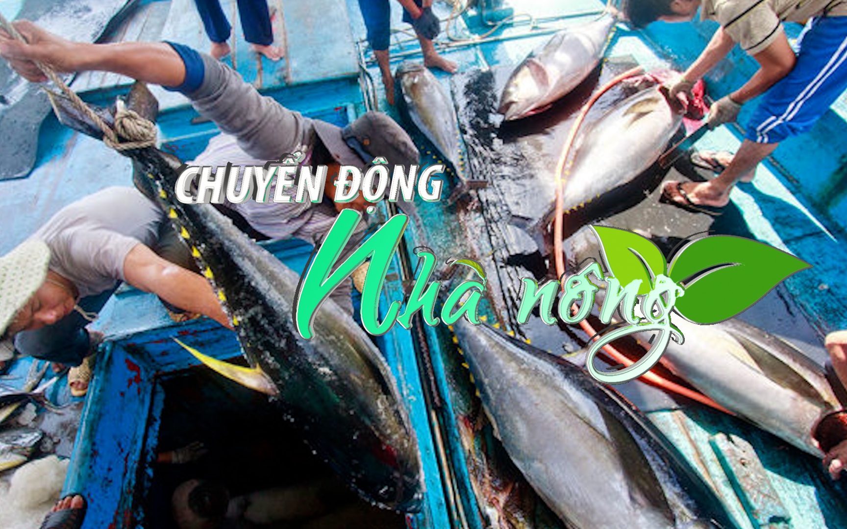 Chuyển động Nhà nông 12/1: Ngư dân Khánh Hòa vào mùa đánh bắt cá ngừ đại dương