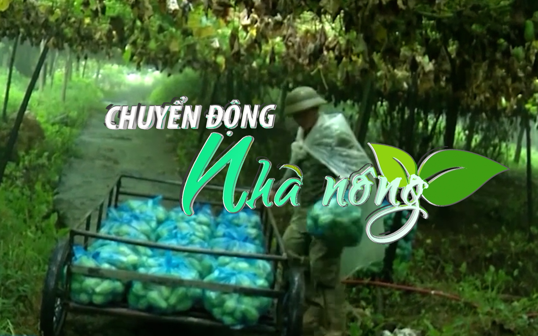 Chuyển động Nhà nông 15/1: Đồng bào thiểu số ở Lào Cai trồng rau ôn đới, thu tiền triệu mỗi ngày
