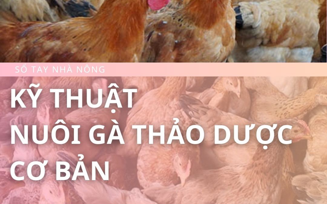 SỔ TAY NHÀ NÔNG: Kỹ thuật nuôi gà thảo dược cơ bản