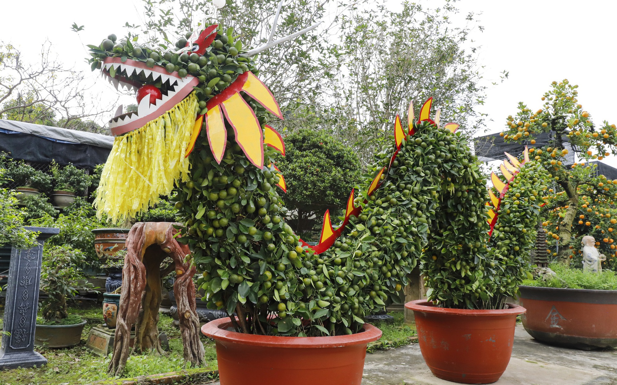 Mãn nhãn cặp rồng nằm “long vân thủy” làm từ 12 cây quất trả 100 triệu đồng chủ cũng không bán ở Hà Nội