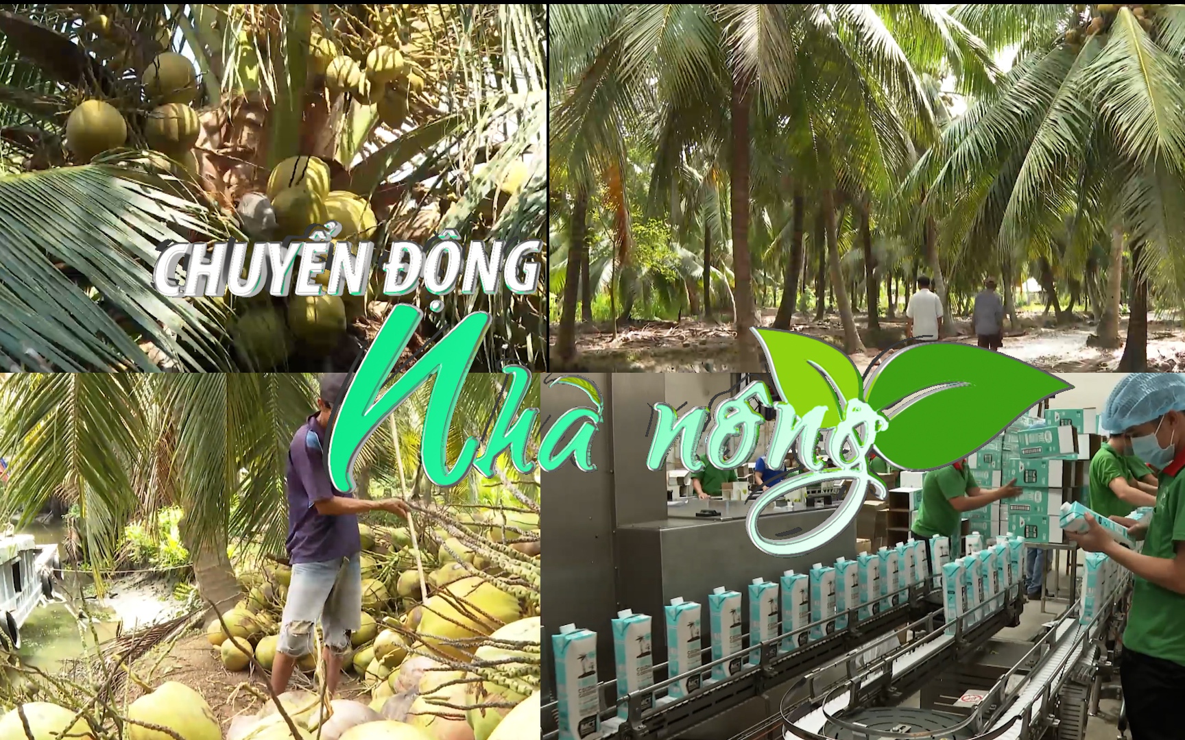 Chuyển động Nhà nông 30/1: Cây dừa Bến Tre trở thành cây công nghiệp chủ lực Quốc gia