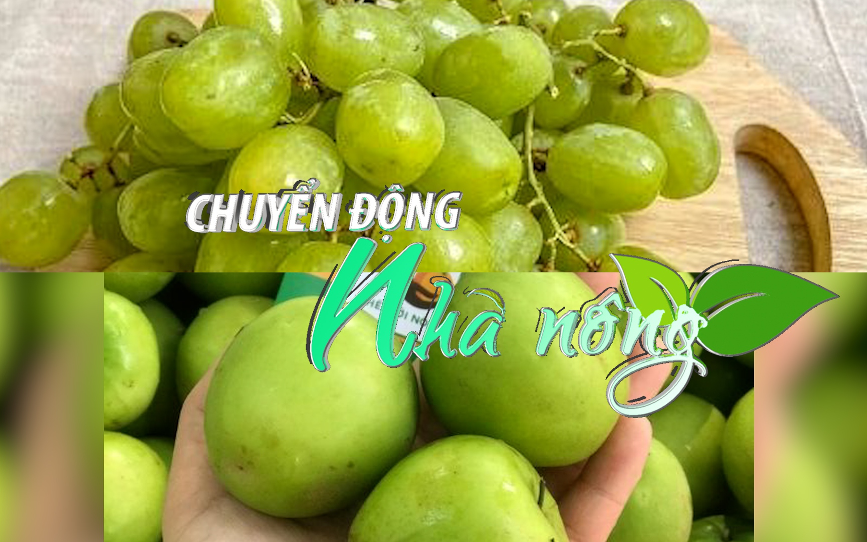 Chuyển động Nhà nông 26/2: Ninh Thuận phấn đấu đến năm 2030 sẽ xuất khẩu 20.000 tấn nho, táo