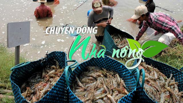 Chuyển động Nhà nông 2/4: Tôm Việt Nam 'tăng nhiệt' tại nhiều thị trường lớn