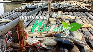 Chuyển động Nhà nông 2/5: Hàng chục tấn cá lồng chết bất thường trên sông Mã