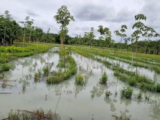 Nhiều diện tích cây trồng tại Tây Ninh ngập nặng trong nước