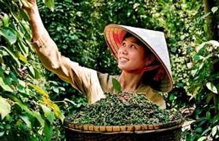 Việt Nam đứng thứ 3 thế giới về cung cấp, chế biến gia vị: Trong nửa tháng xuất khẩu hơn 12 nghìn tấn hồ tiêu