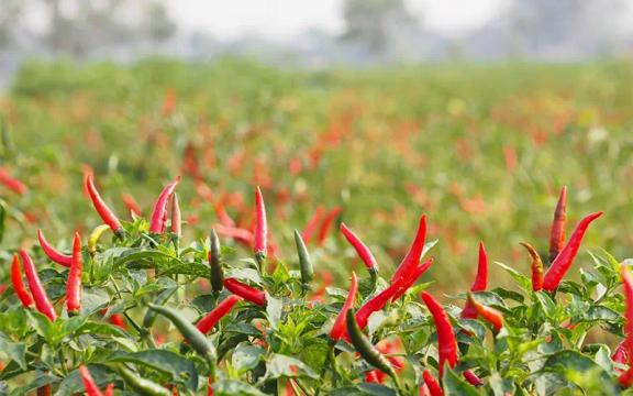 Hướng dẫn: Một số lưu ý về chọn đất trồng cho cây ớt 