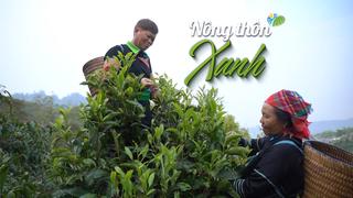NÔNG THÔN XANH: Chè Shan Tuyết– Từ “báu vật” của Suối Giàng tới động lực phát triển du lịch cộng đồng