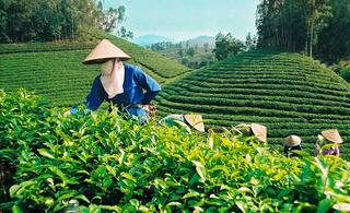 Xuất khẩu nông sản Việt Nam sang Vương quốc Anh sẽ sớm đạt trên 1 tỷ USD?